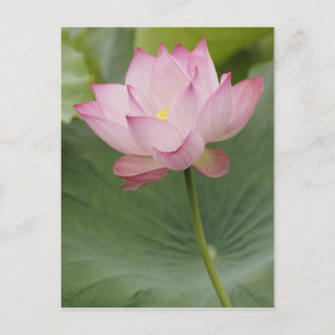 Postal Primer plano de la flor de Loto, Nelumbo nucifera)
