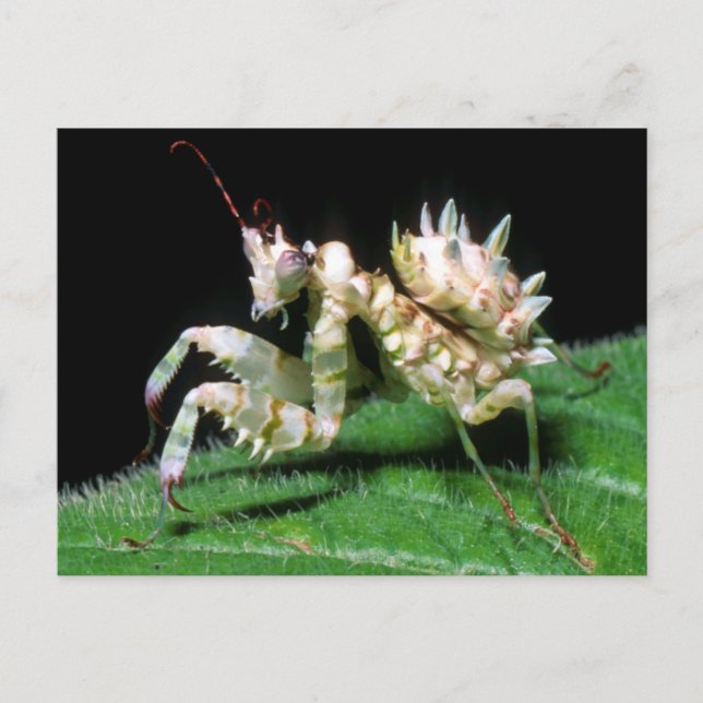 Postal Primer plano de la mantis hottentot (Anverso)