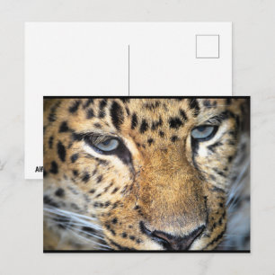 Postal Primer plano de leopardo