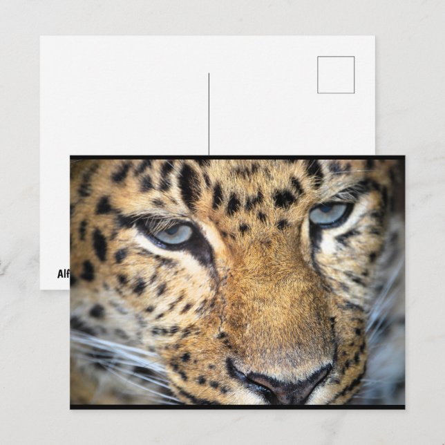 Postal Primer plano de leopardo (Anverso / Reverso)