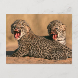 Postal Primer plano de leopardo recién nacido (Panthera P