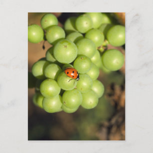Postal Primer plano de mariquita en uvas verdes Pinot Noi