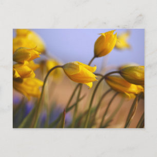 Postal Primer plano de narcisos