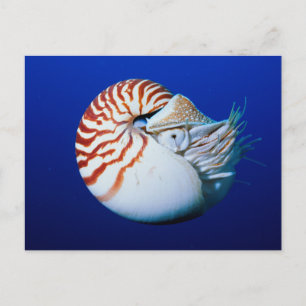 Postal Primer Plano De Nautilus Camerado