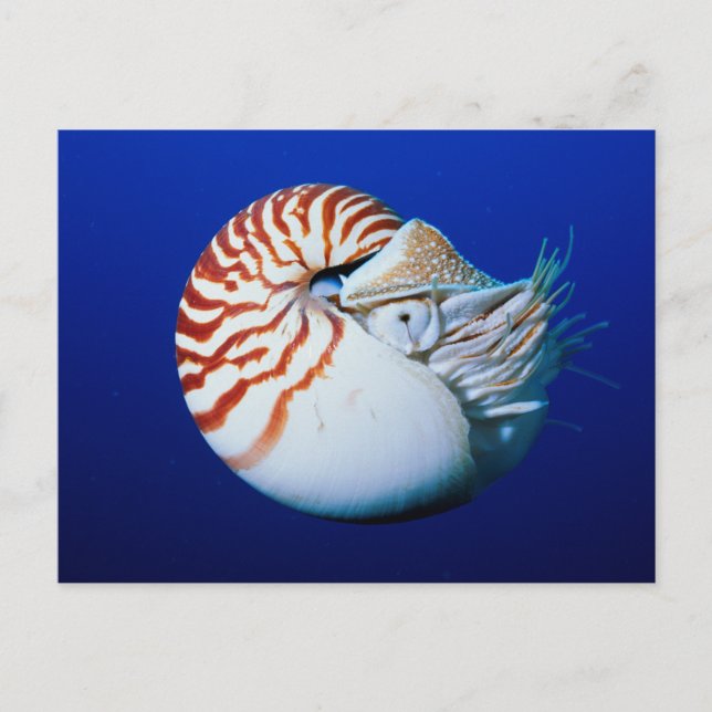 Postal Primer Plano De Nautilus Camerado (Anverso)