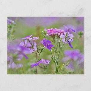 Postal Primer plano de Phlox de Drummond, Phlox drummondi