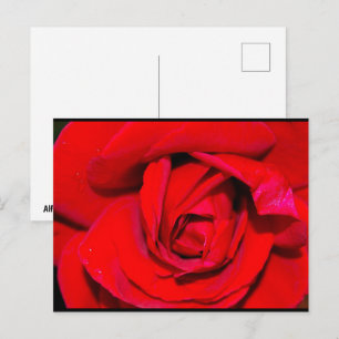 Postal Primer plano de rosa roja