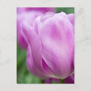 Postal Primer plano de tulipán