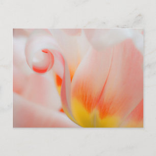 Postal Primer plano de tulipán 3