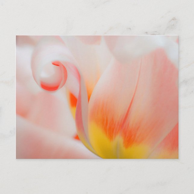 Postal Primer plano de tulipán 3 (Anverso)