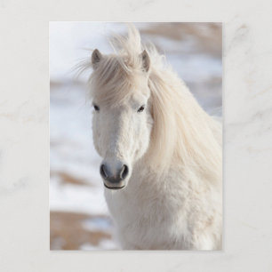 Postal Primer plano de un caballo islandés blanco