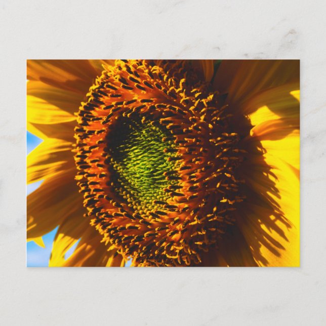 Postal Primer plano de un girasol (Anverso)