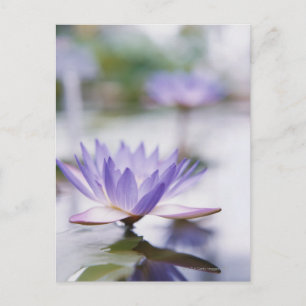Postal Primer plano de un nenúfar morado flotando en