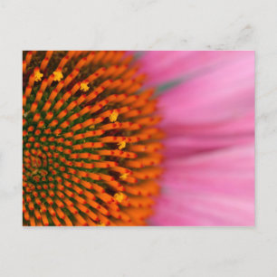 Postal Primer plano de una flor de cono en verano,