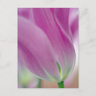 Postal Primer plano del envés de la flor de tulipán, 2
