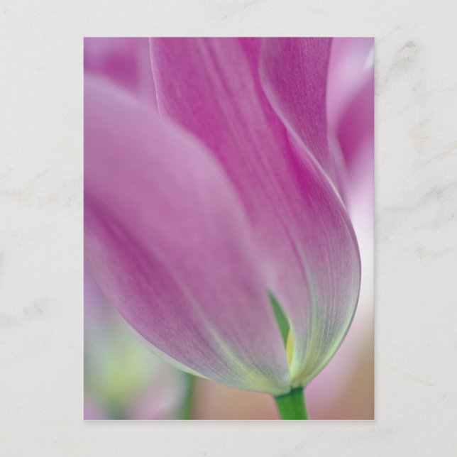 Postal Primer plano del envés de la flor de tulipán, 2 (Anverso)