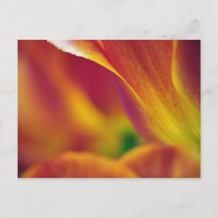 Postal Primer plano del envés de la flor de tulipán, 4