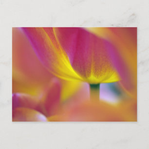 Postal Primer plano del envés de la flor de tulipán, Kuek