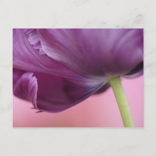 Postal Primer plano del envés de la flor de tulipán, Kuek
