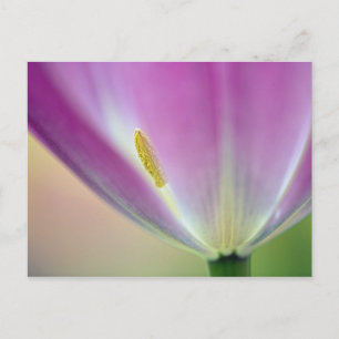 Postal Primer plano del envés de la flor de tulipán, Kuek