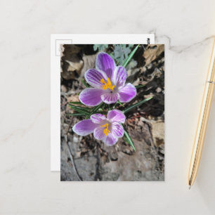 Postal Primeras Flores de la Primavera 2026 Crocus Púrpur