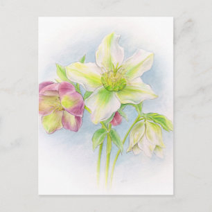 Postal Primeras señales de la acuarela de los hellebores