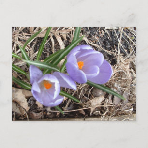 Postal ¡Primero Crocus! -postal