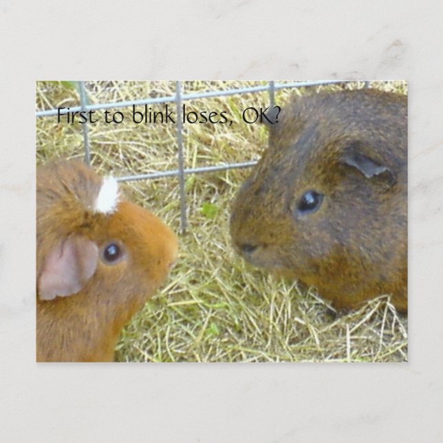 Postal Primero para pestañear las pérdidas, ¿de acuerdo? (Anverso)