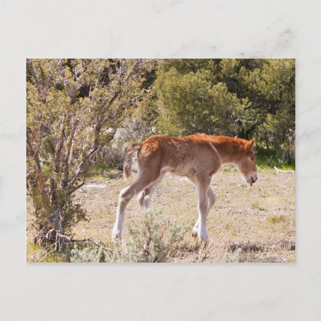 Postal Primeros pasos (Anverso)