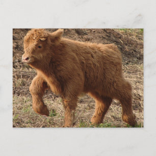 Postal primeros pasos