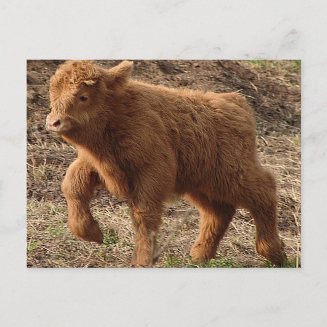 Postal primeros pasos (Anverso)