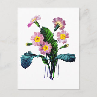 Postal Primevere o Primroses de Pierre Joseph Redoute