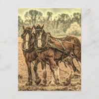 Primitiva granja de animales de granja de campo oc