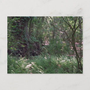 Postal Primordial Personalizado del bosque Louisiana Foto