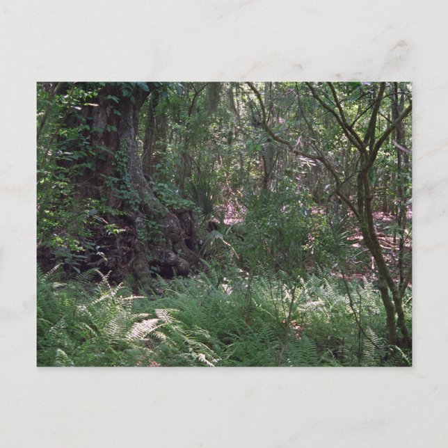 Postal Primordial Personalizado del bosque Louisiana Foto (Anverso)