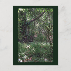 Postal Primordial Personalizado del bosque Louisiana Foto