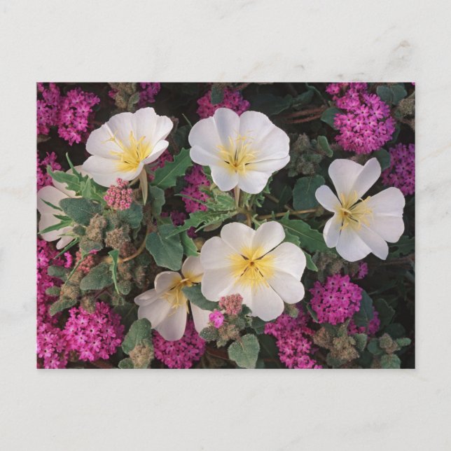 Postal Primrose por la tarde del desierto y Verbena de ar (Anverso)