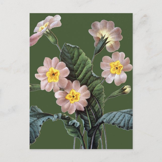 Postal Primrose (Primula Aucalis) (Anverso)