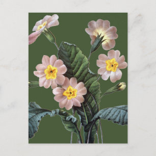 Postal Primrose (Primula Aucalis)