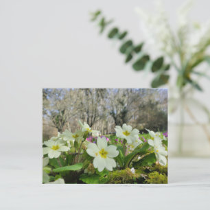 Postal Primrose (Primula vulgaris)