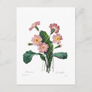 Postal Primula