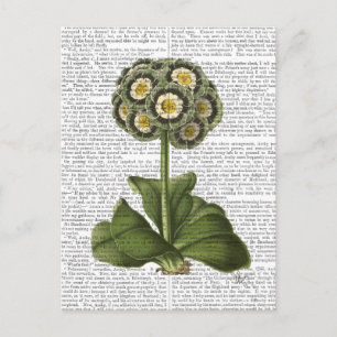 Postal Primula Auricula Blue