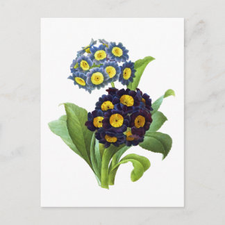 Postal Primula Auricula - Cowslite - Pierre Joseph Redout