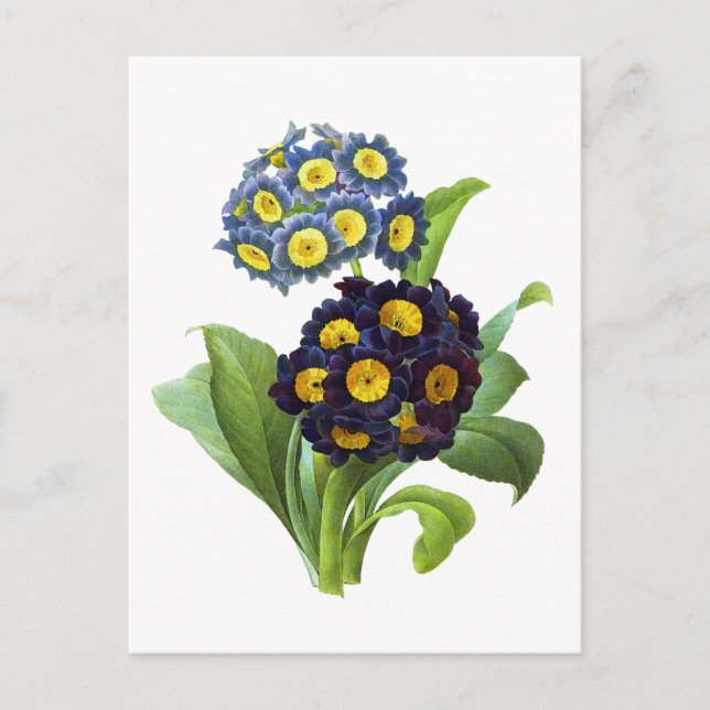 Postal Primula Auricula - Cowslite - Pierre Joseph Redout (Anverso)