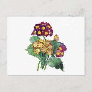 Postal Primula Auricula - Cowslite - Pierre Joseph Redout