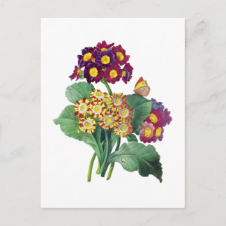 Postal Primula Auricula - Cowslite - Pierre Joseph Redout