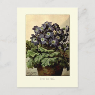 Postal Primula azul de los botones