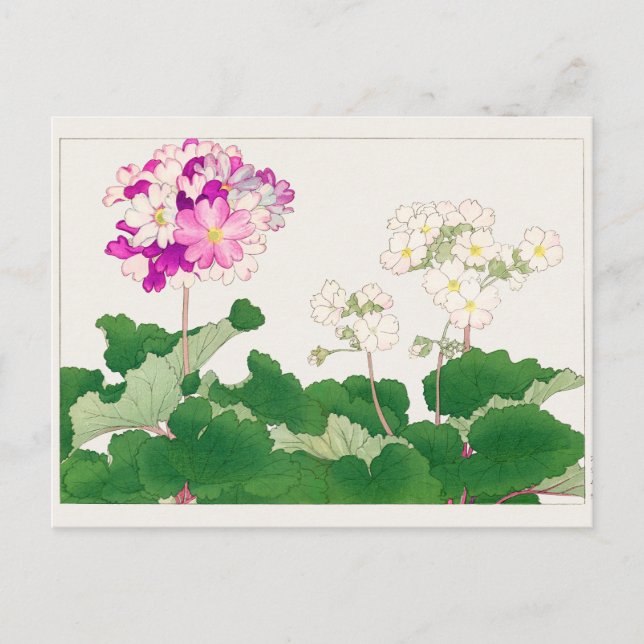Postal Primula de Tanigami Konan (Anverso)