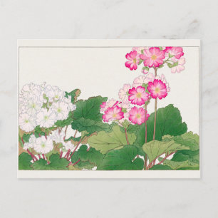 Postal Primula de Tanigami Konan