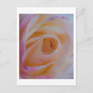 Postal Princesa Diana Rosa